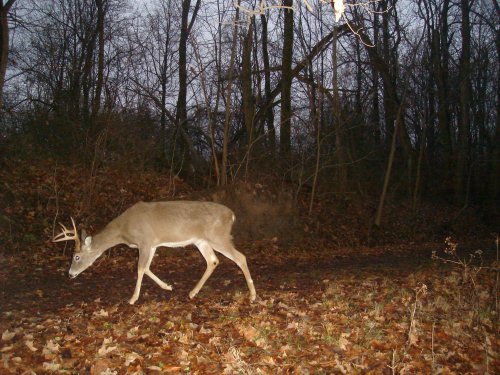 Young eight point buck