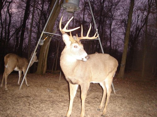 Nine point buck