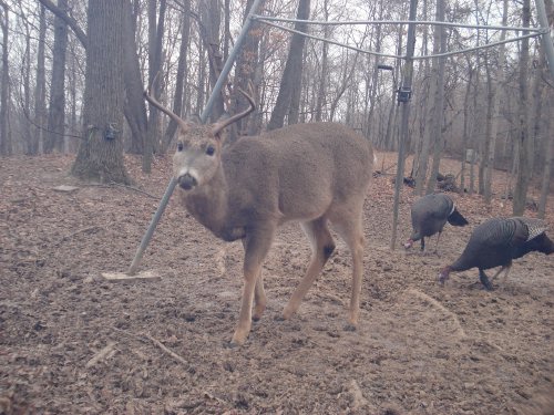 Six point buck