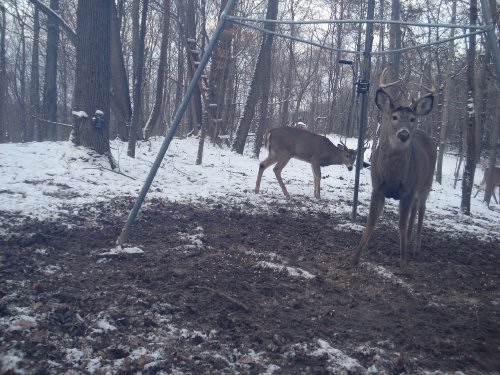 Small eight point buck