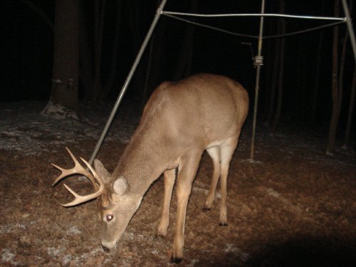 Tall eight point buck