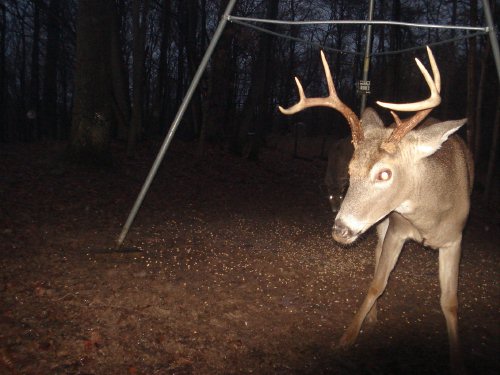 Wide eight point buck