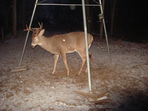 Nine point buck