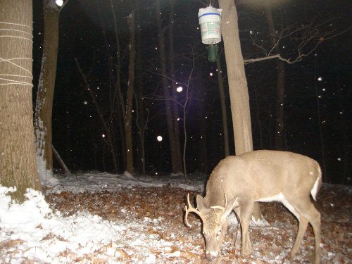 Non-typical eight point buck