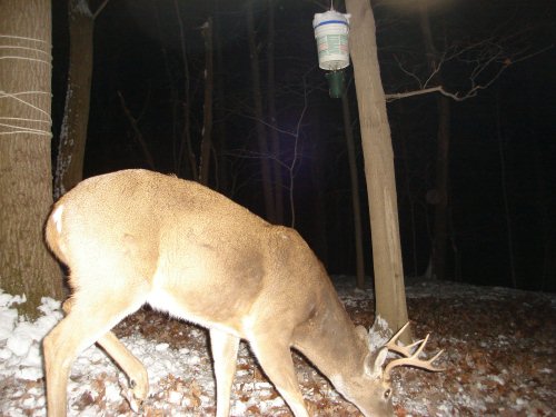 Seven point buck