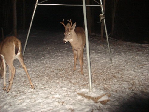 Six point whitetail buck