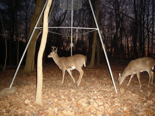 seven point whitetail buck