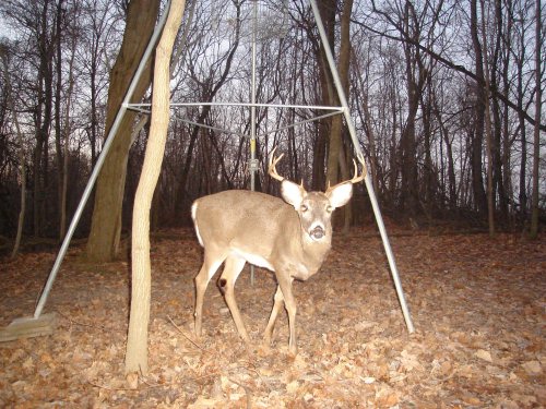 Wide eight point buck