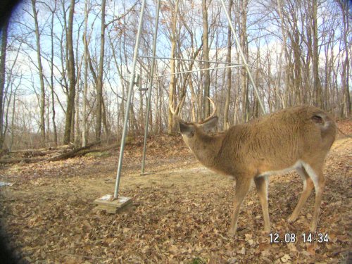 Wounded eight point buck