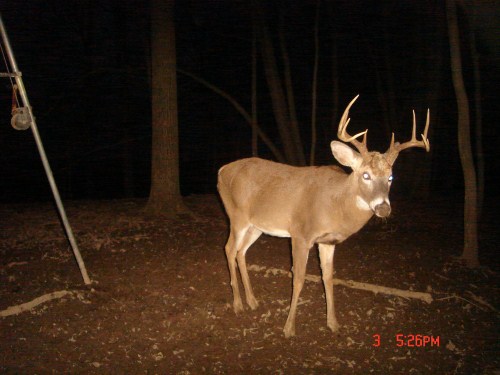 10 Point Buck