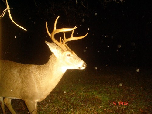 Big eight point buck