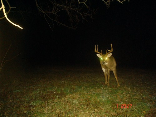 Big nine point buck