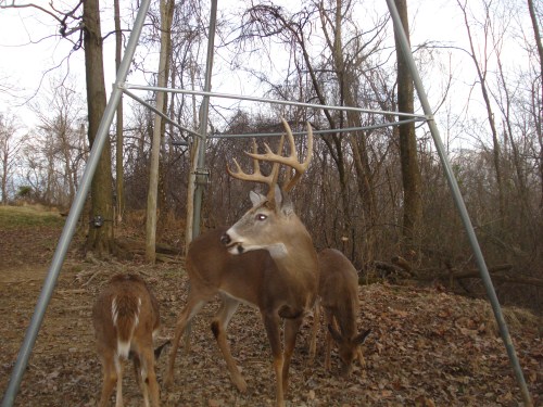 Big ten point buck