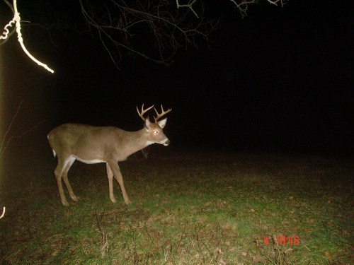 Small nine point buck