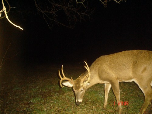 Ten point buck