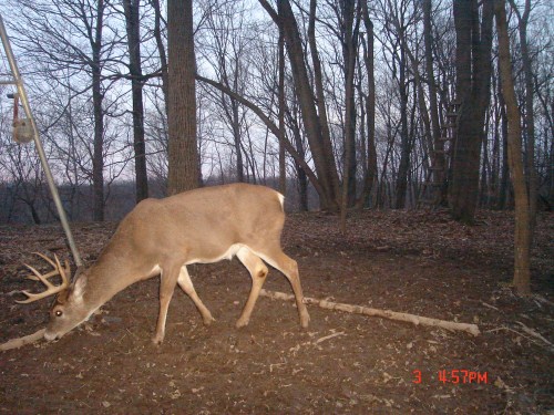 Ten point whitetail buck