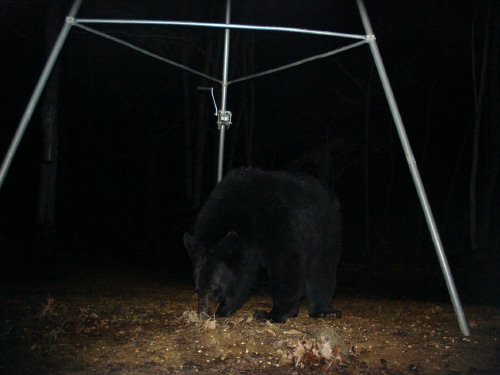 December black bear picture