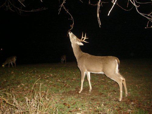 Eight point buck