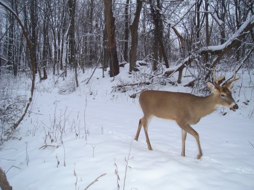 Seven point buck