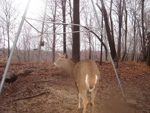 Buck with shed antlers