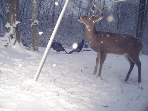 Whitetail buck in the snow