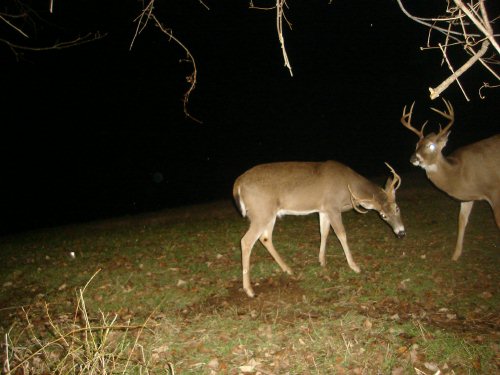 Two whitetail bucks