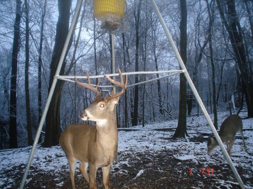 Big eight point buck