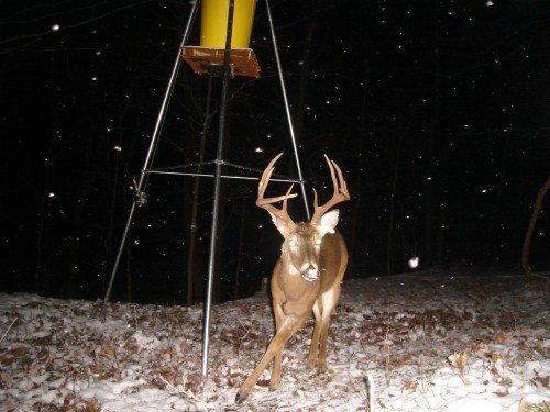 Big nine point buck