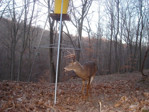 Eight point buck