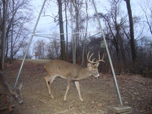 Nine point buck