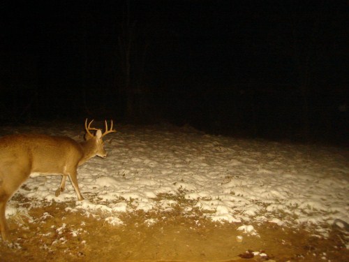 Ten point buck