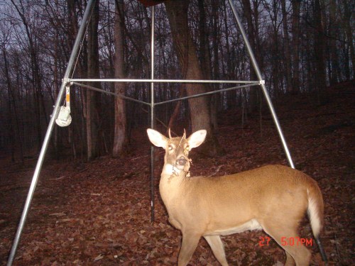 Tree branch buck