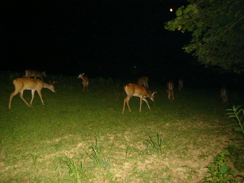 Whitetail deer in Durana Clover food plot