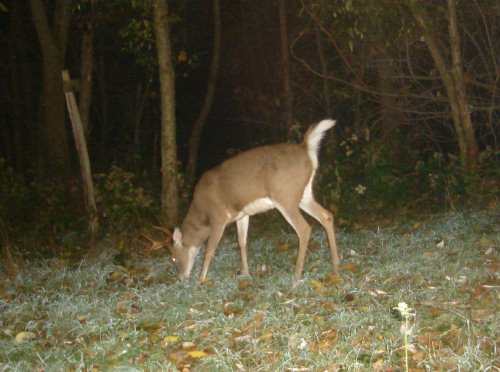 Eight point buck