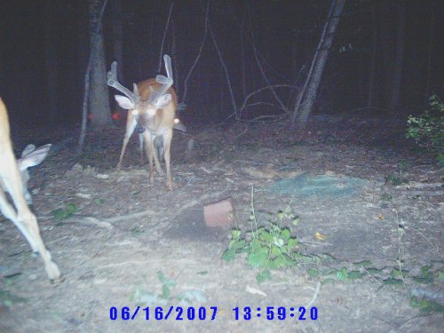 Big buck in velvet