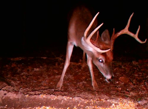 Game Camera Buck