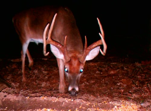 Eight Point Buck