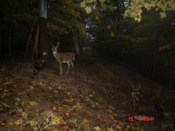 8 point and a turkey