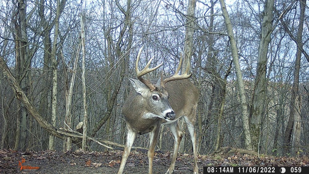 Fall 2022 Big Eight Point Buck