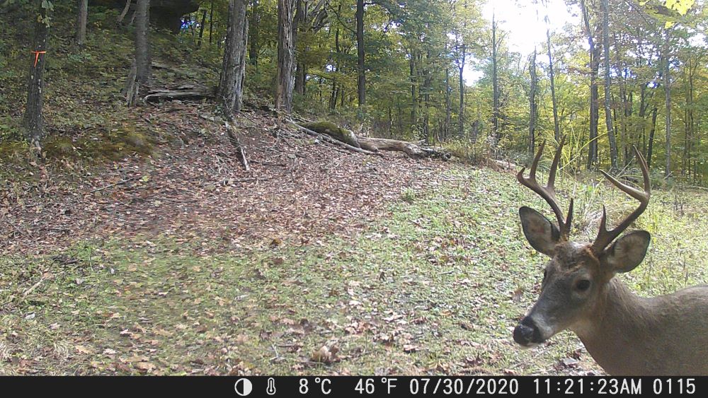 Fall 2022 Eight Point Buck