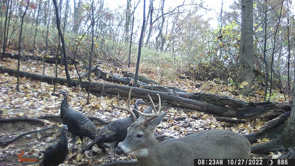 Fall 2022 Seven Point Buck