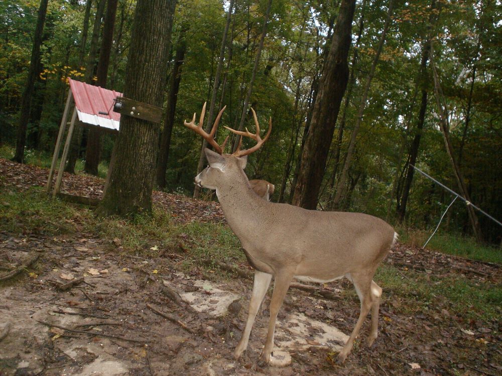 Fall 2022 Ten Point Buck