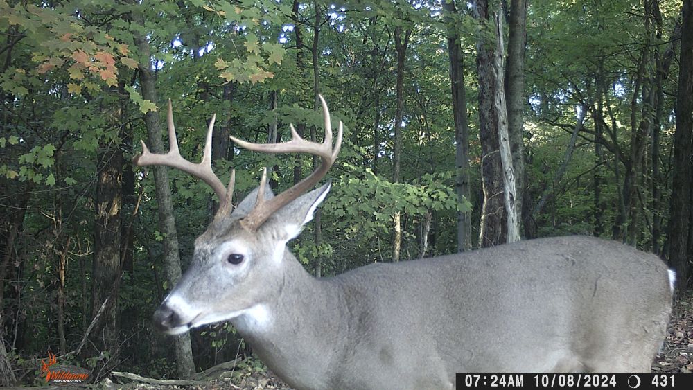 Ten Point Buck