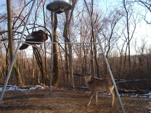 Deer and turkey standoff