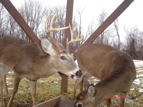 Eight point buck