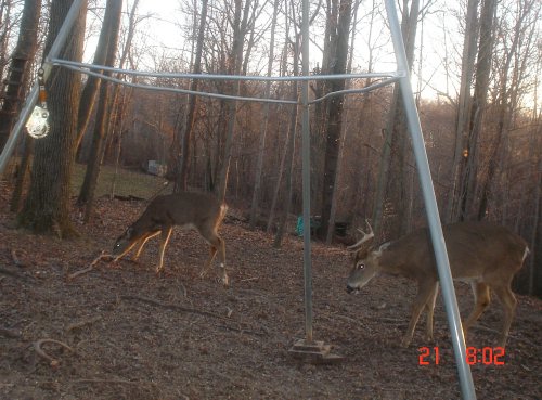 One antler buck