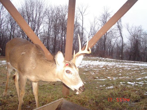 Shed antler eight point buck