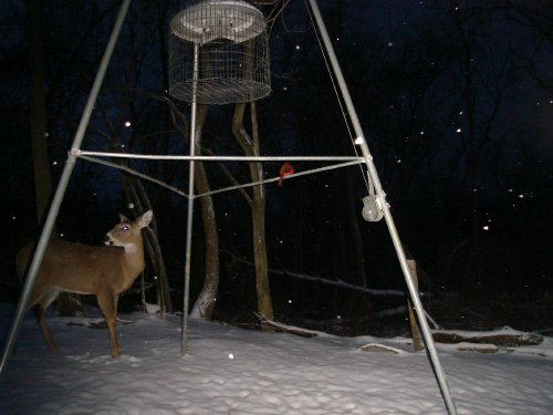 Deer and Cardinal in snow