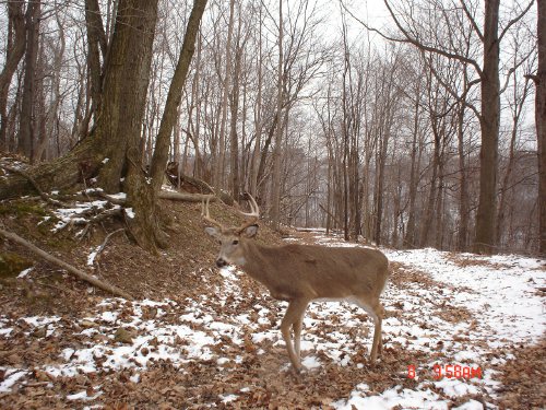 7 point whitetail buck