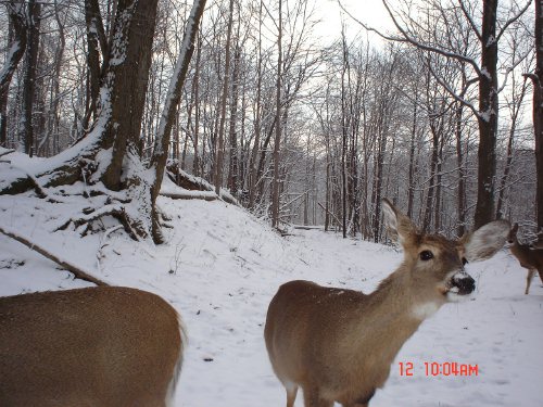 close up whitetail